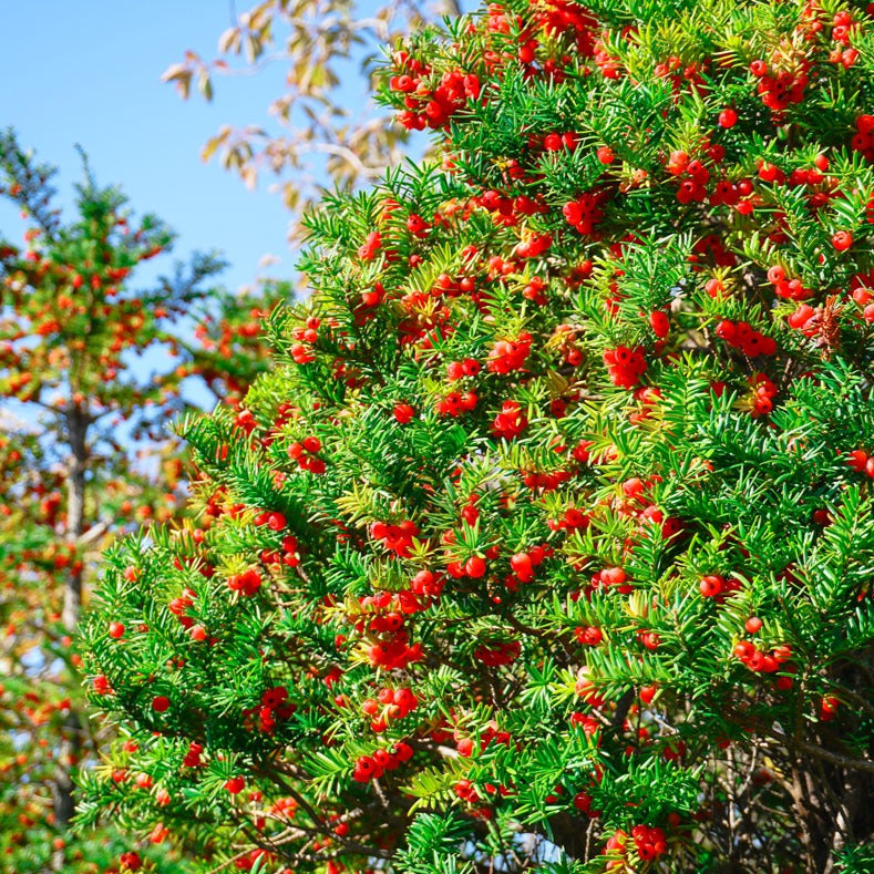 Taxus Baccata - Tasso (Alveolo Forestale)