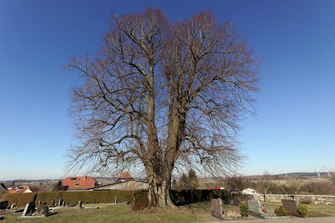 Tilia platyphyllos - tiglio comune (Alveolo forestale)