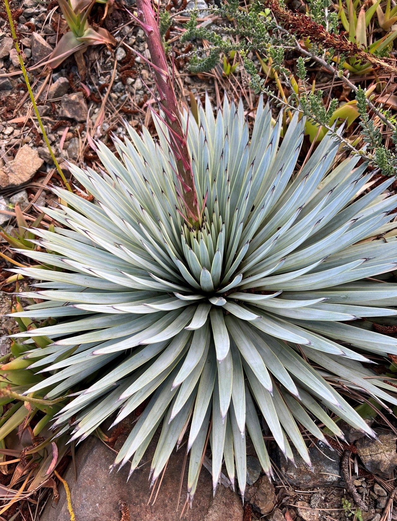 Agave rzedowskiana - Agave di Dr. Rzedowski (Vaso 15 cm)