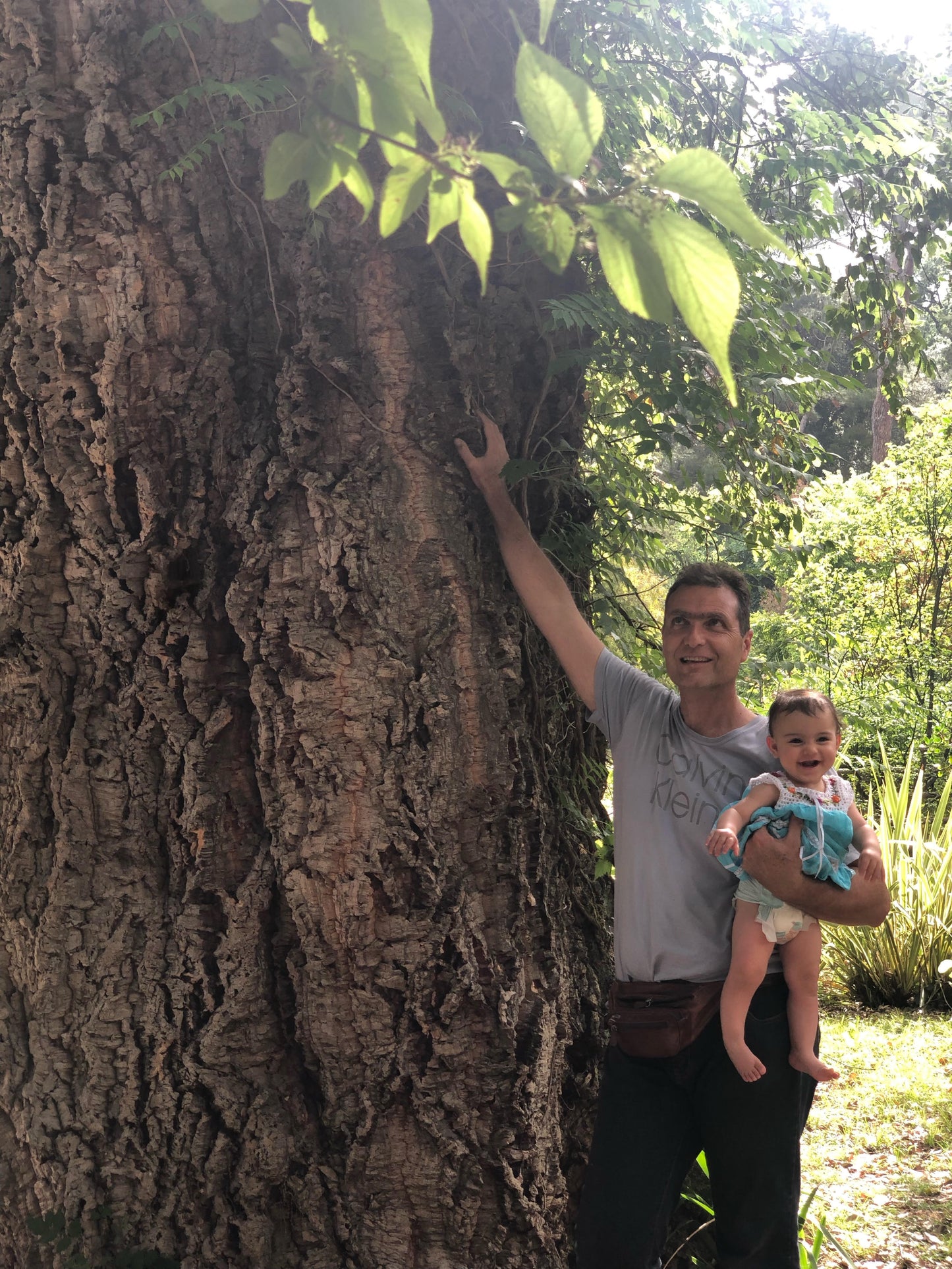 Quercus suber - cork tree (Pot 24 cm)