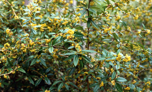 Berberis julianae  - berberis cinese (Alveolo forestale)