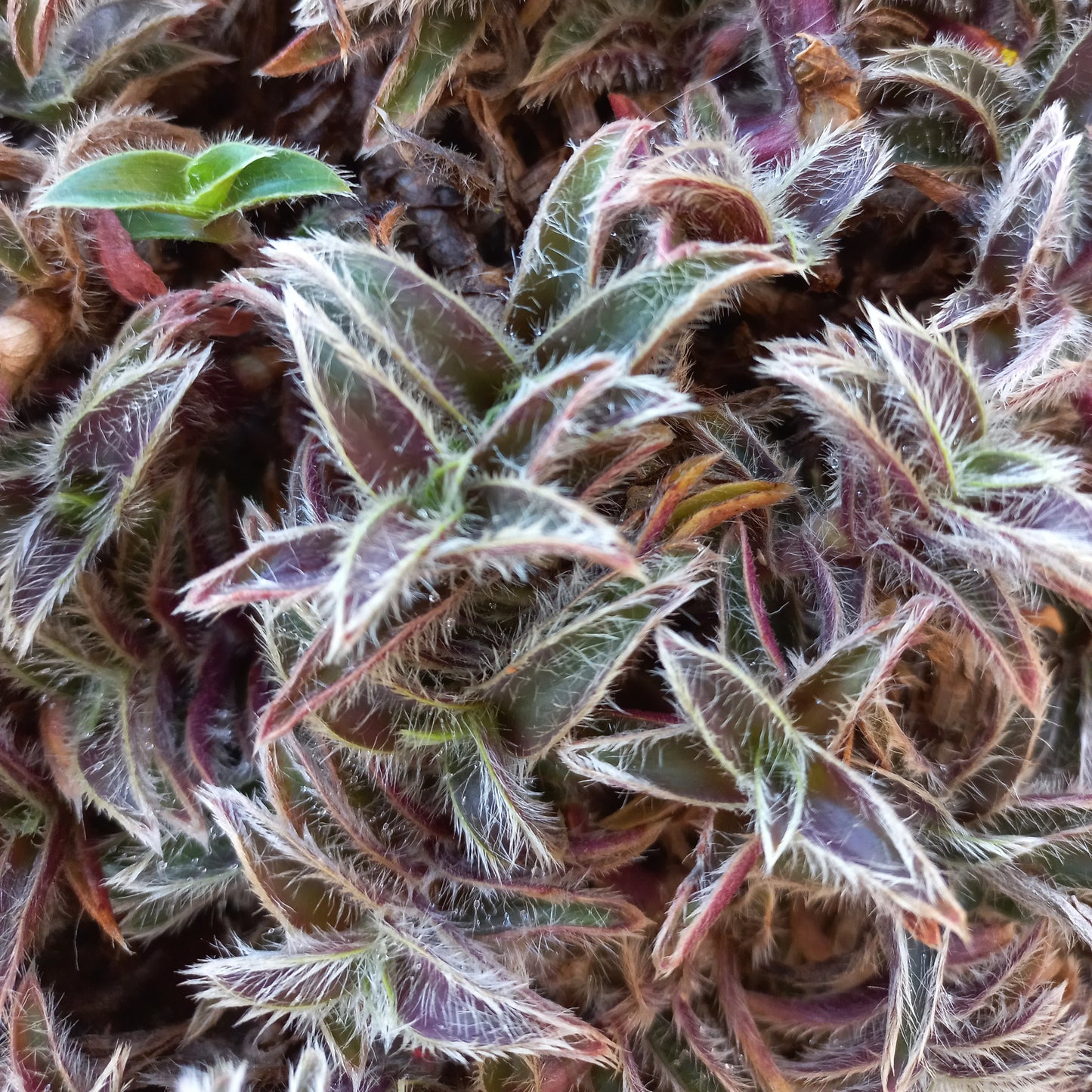 Cyanotis somaliensis - Somali Tradescantia (Square pot 7x7x10 cm)