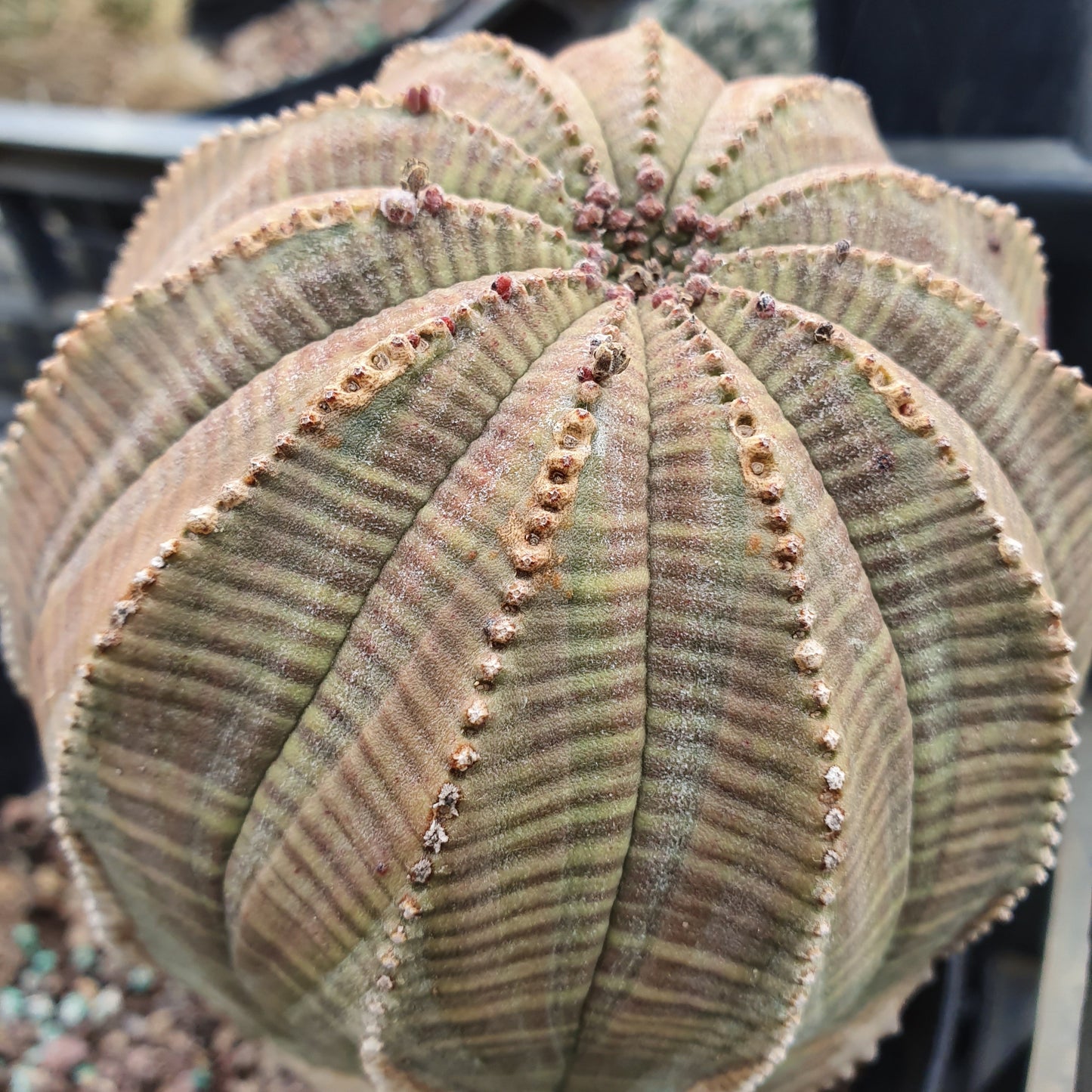 vivaimdb-Euphorbia obesa - euforbia (Vaso quadro 7x7x10 cm)