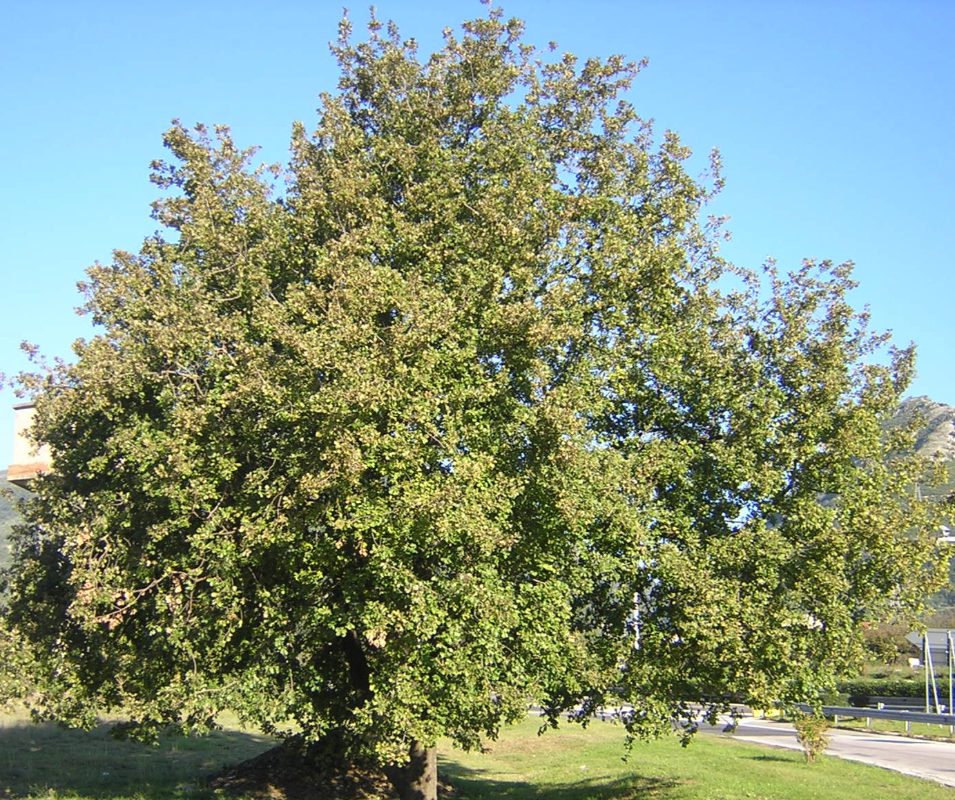 vivaimdb-Quercus pubescens - roverella (Alveolo forestale)