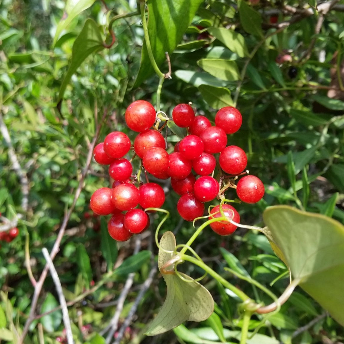 vivaimdb-Smilax aspera - salsapariglia, stacciabraghe (Alveolo forestale)