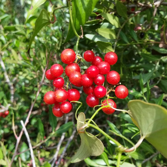 vivaimdb-Smilax aspera - salsapariglia, stacciabraghe (Alveolo forestale)