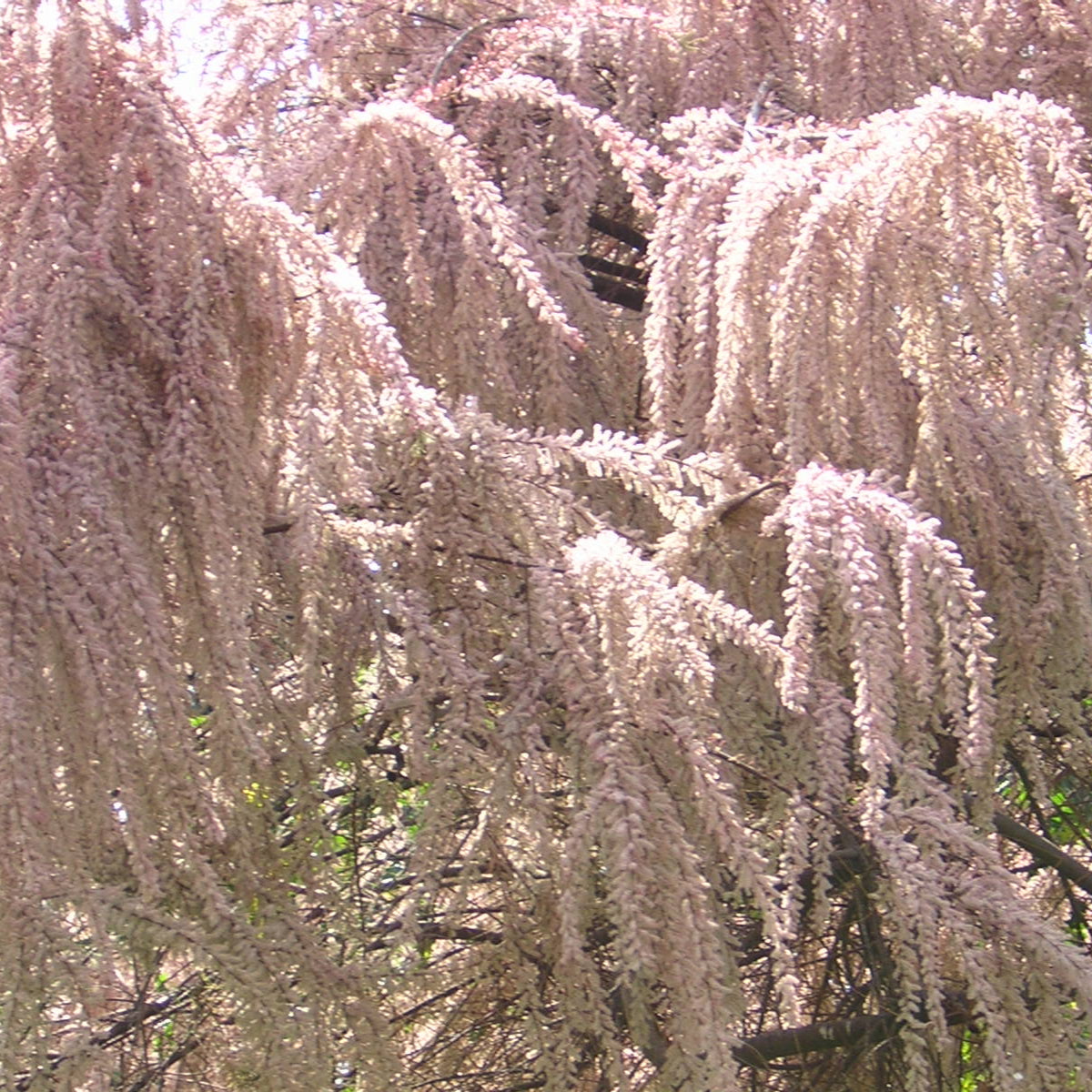 vivaimdb-Tamarix gallica - tamerice (Alveolo forestale)