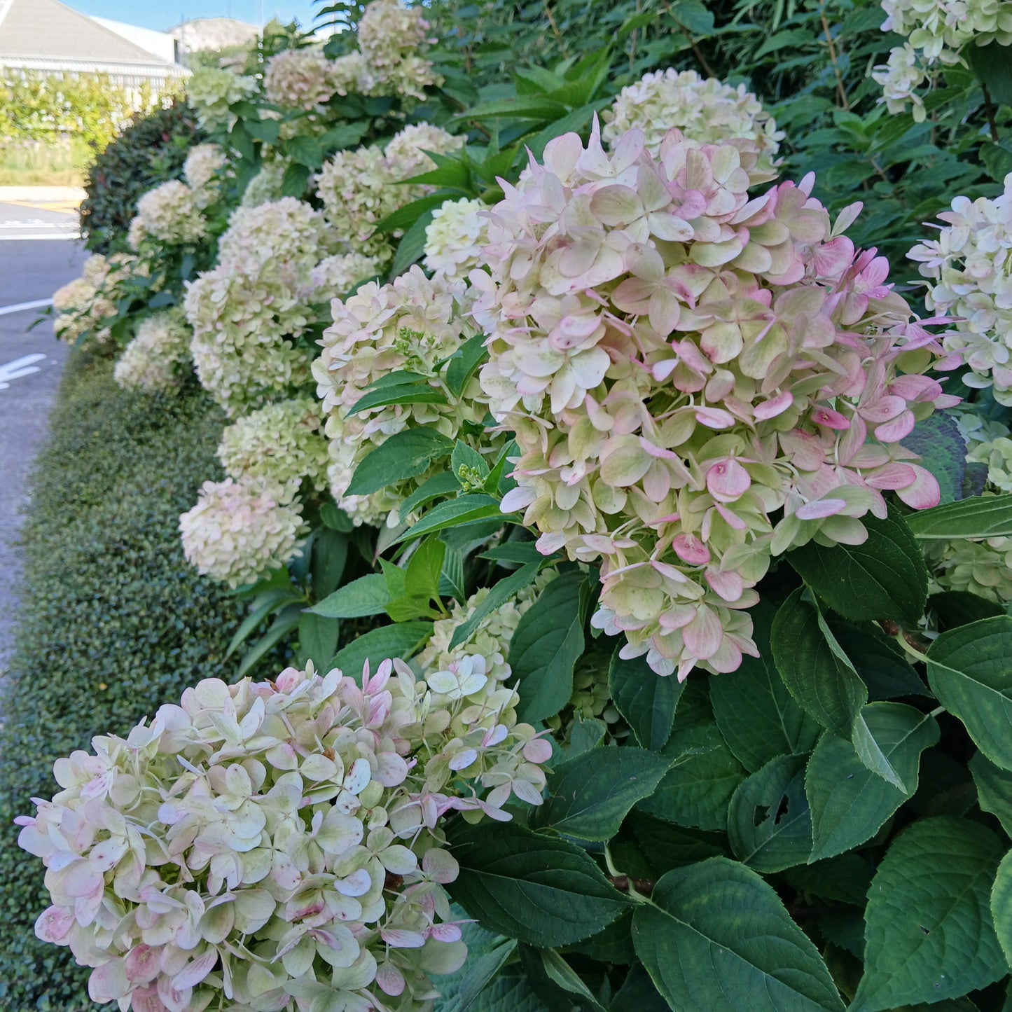 vivimdb-Hydrangea paniculata - Ortensia dai fiori a pannocchia (Vaso 18 cm)