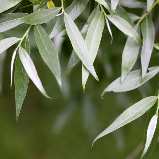 Salix alba - salice bianco (Alveolo forestale)