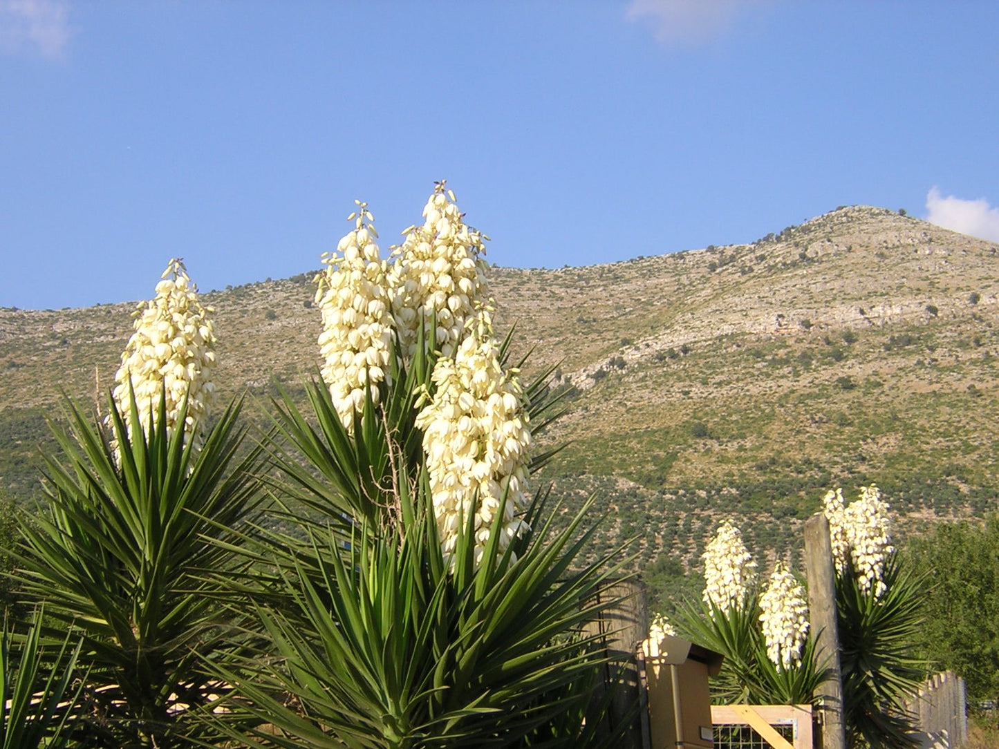 Yucca aloifolia - Baionetta Spagnola (Talea)