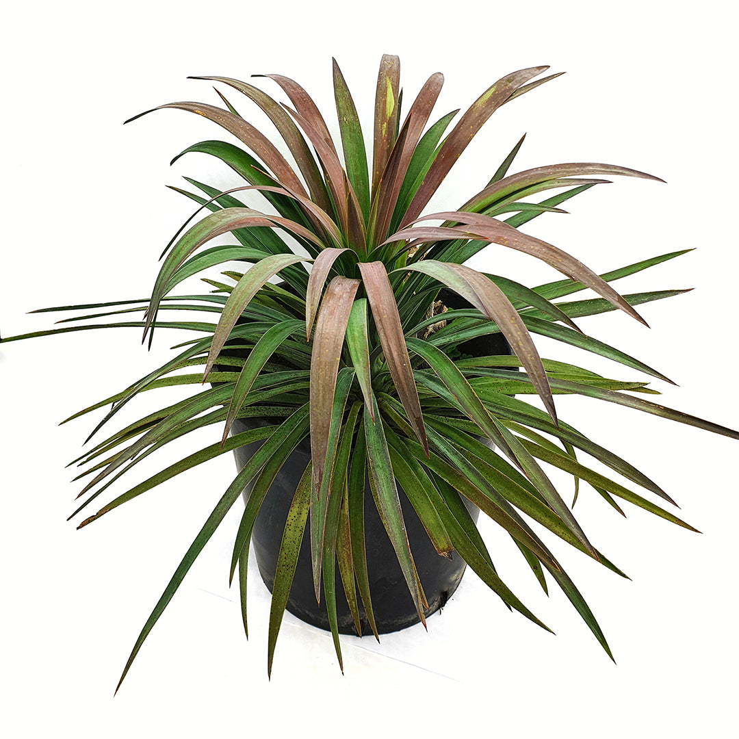 Yucca desmetiana - Yucca Bordeaux (Vaso 24 cm)