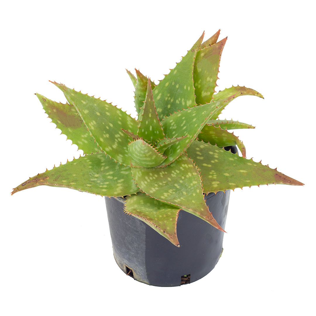 Aloe saponaria - aloe saponaria (Vaso 14 cm)