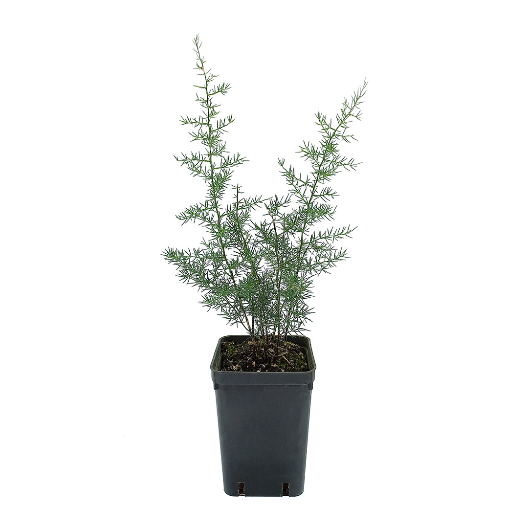 Asparagus acutifolius - asparago selvatico (Vaso quadro 7cm - 9 cm)