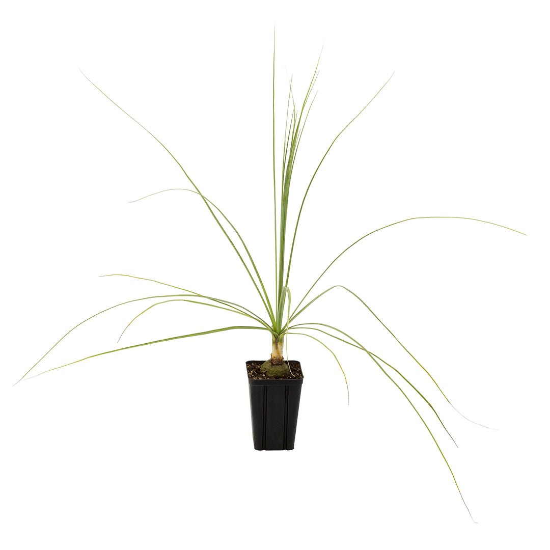 Beaucarnea (sin. Nolina) gracilis - pianta mangiafumo (Vaso quadro 7x7x10 cm)