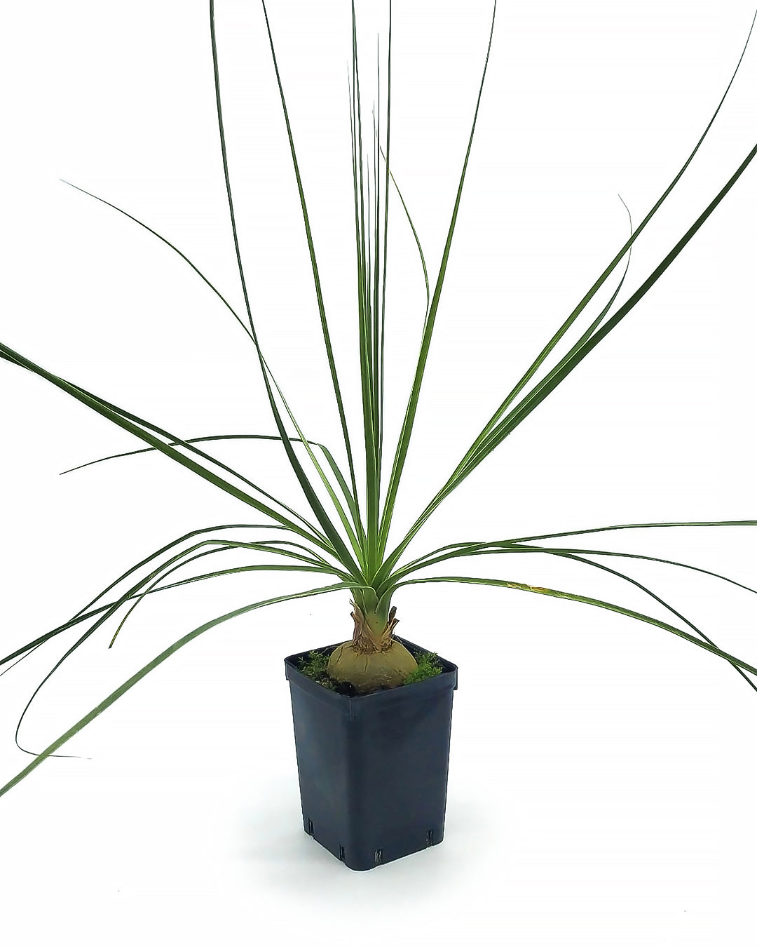 Beaucarnea (sin. Nolina) gracilis - pianta mangiafumo (Vaso quadro 7x7x10 cm)