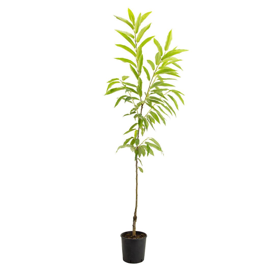 Castanea sativa cv. "Bouche de Bétizac" - castagno marrone (Vaso 20-24 cm)