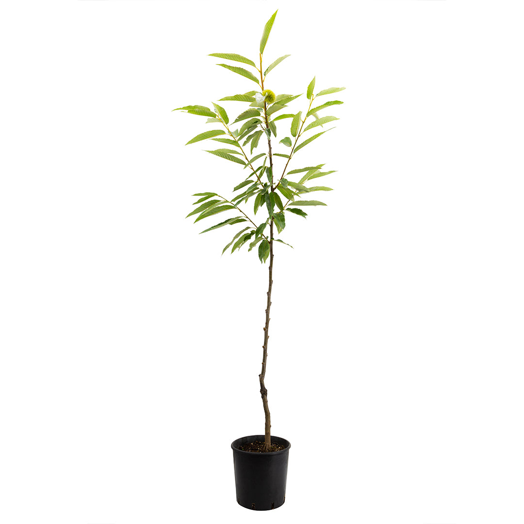 Castanea sativa cv. "Bouche de Bétizac" - castagno marrone (Vaso 20-24 cm)