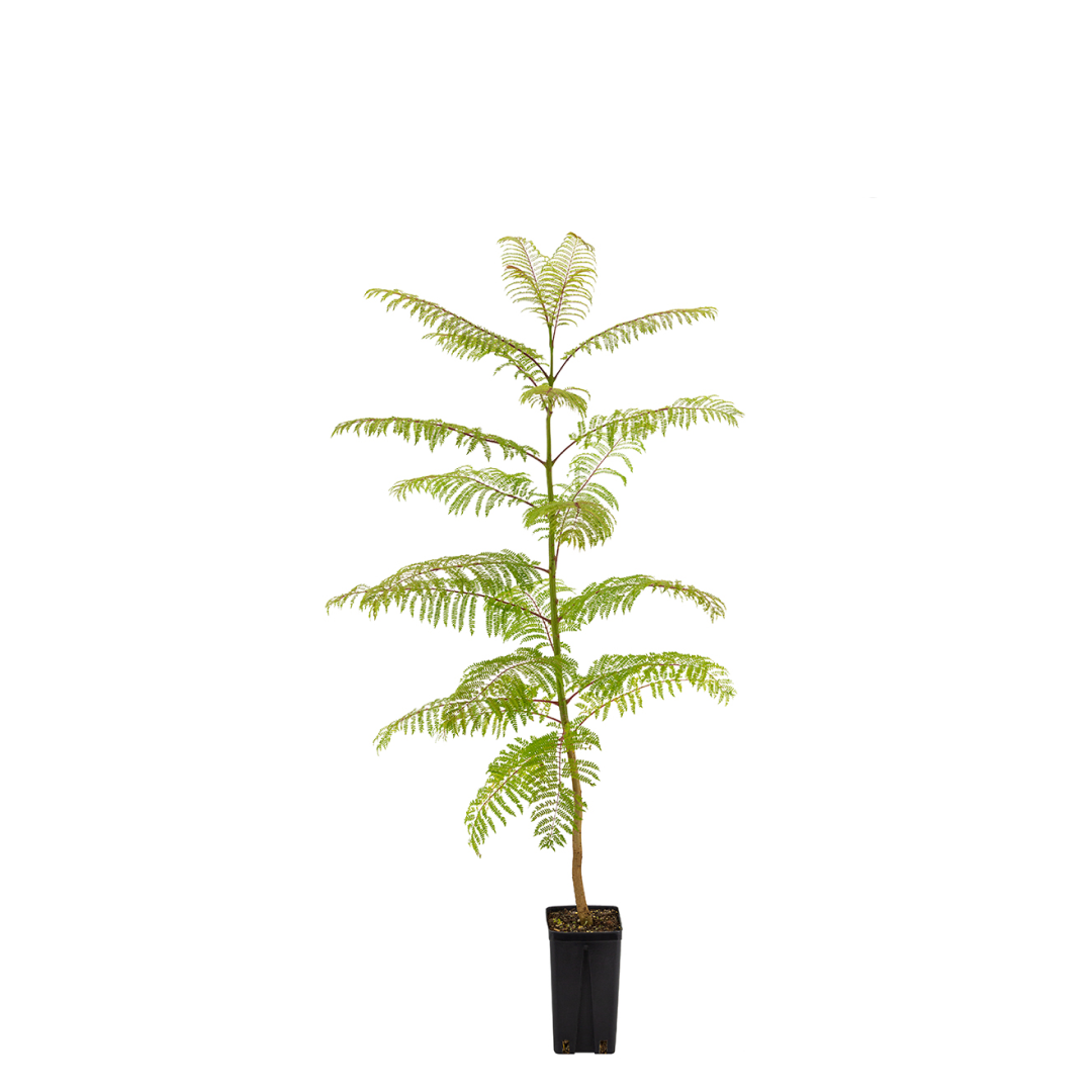 Jacaranda mimosifolia - jacaranda viola (Vaso quadro anti spiralizzazione)