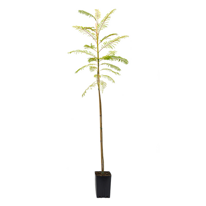 Jacaranda mimosifolia - jacaranda viola (Vaso quadro anti spiralizzazione)
