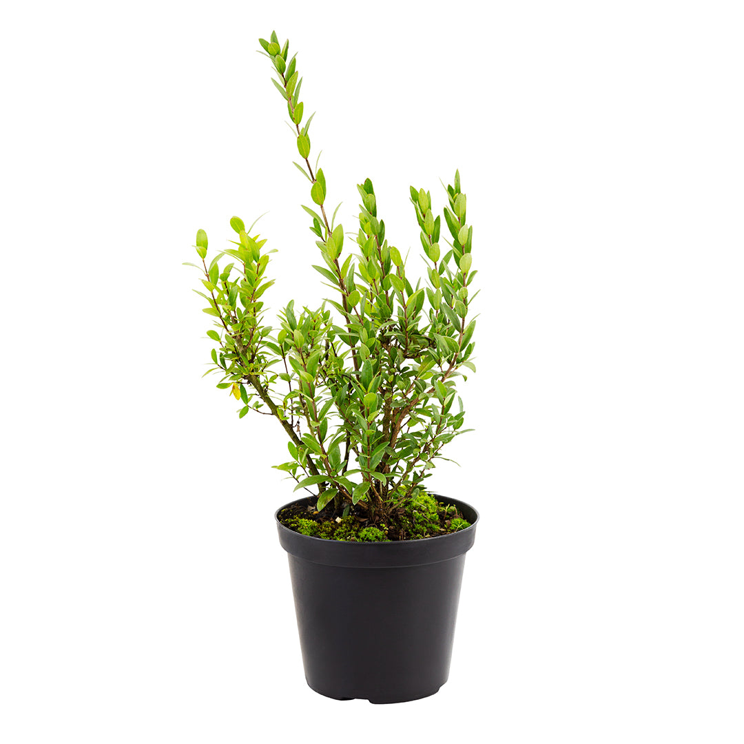 Myrtus communis - mirto, mortella (Vaso 15-18 cm)