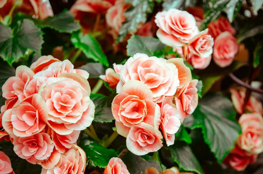 Le Rose che non ti aspetti: 3 varietà da scoprire a Maggio