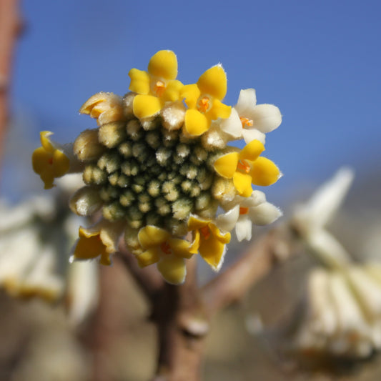 Inverno in fiore: arbusti e piante che fioriscono sotto la neve