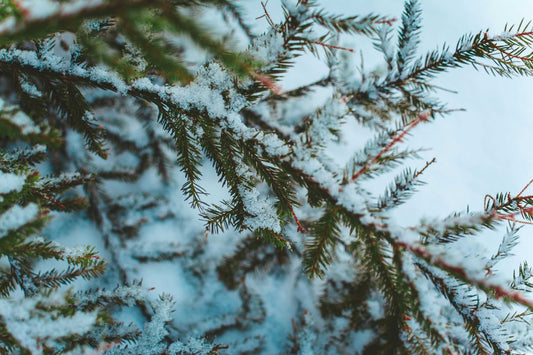 Piante Iconiche del Natale: Storie, Tradizioni e Consigli per la Coltivazione