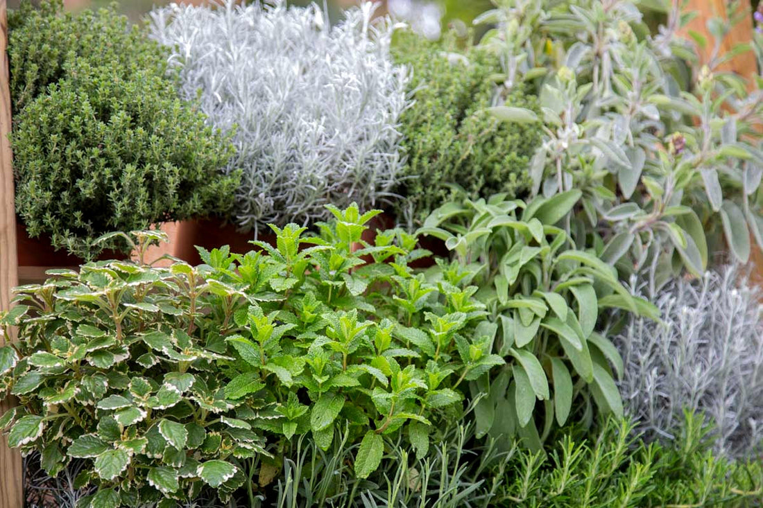Piante aromatiche in alveolo forestale: perché attecchiscono meglio e costano meno