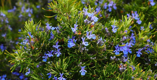 Rosmarino Majorca pink o Super Blu? Come scegliere la varietà giusta per il tuo giardino