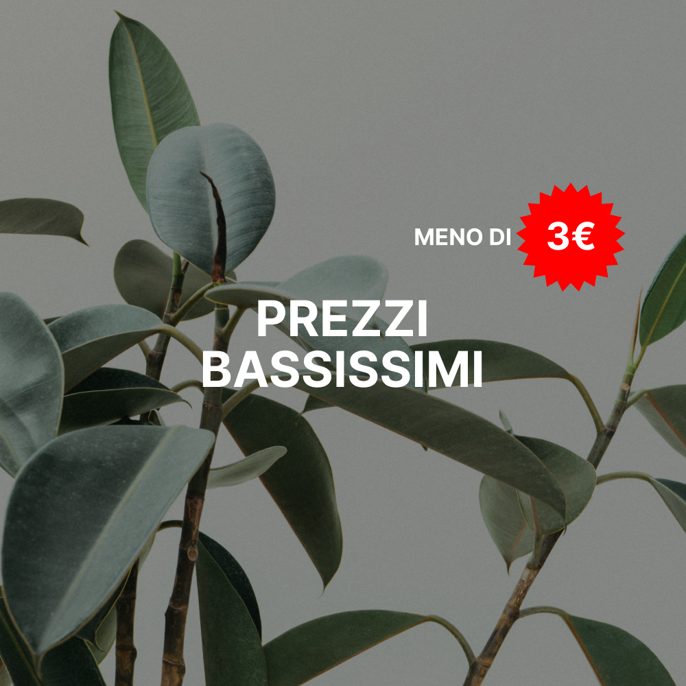 Piante e Semi a prezzi Top