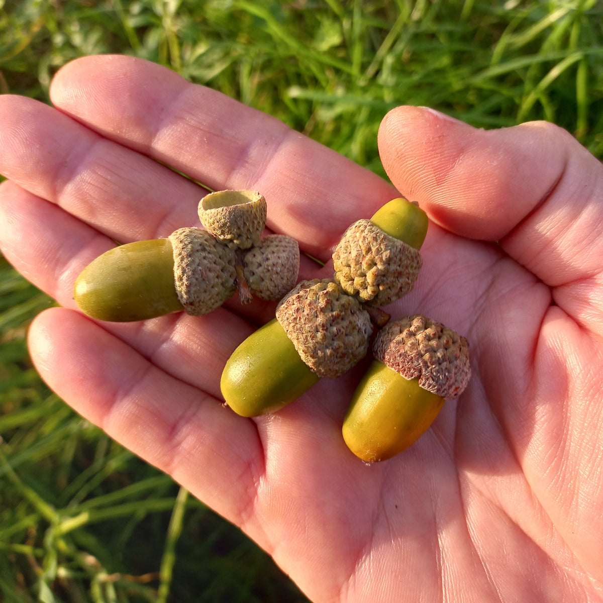 Quercus hartwissiana VivaiMDB semi