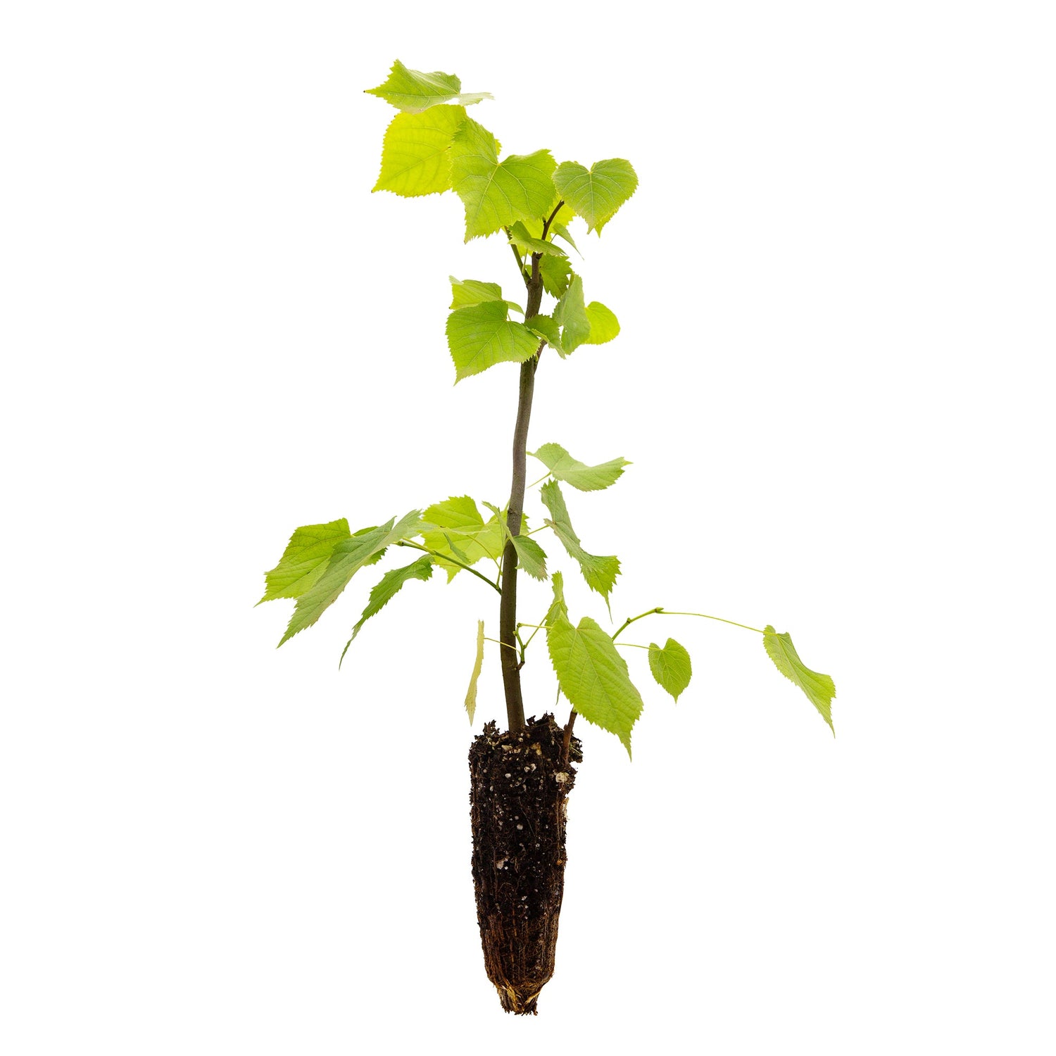 Alveoli Forestali