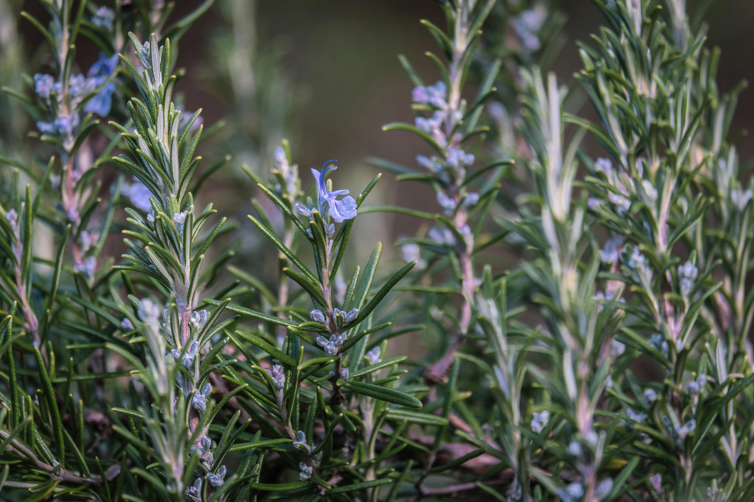 Aromatiche in offerta