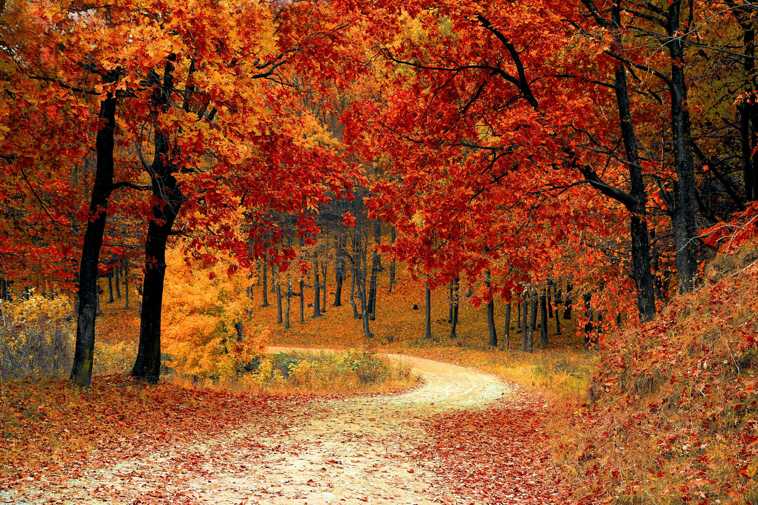Festa d'autunno