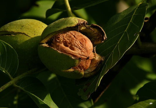 Juglans regia - common walnut (forest alveolus)