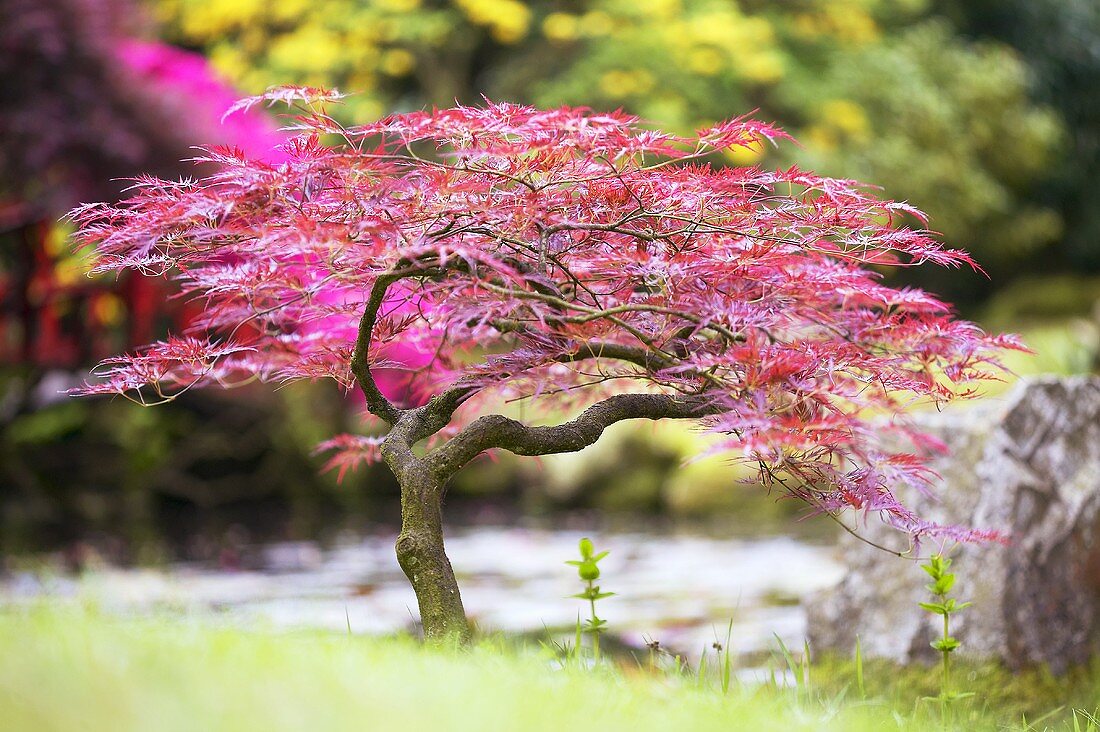 Acer palmatum "dissectum nigrum" - acero giapponese bordò dissectum (Vaso 18 cm, INNESTATO)