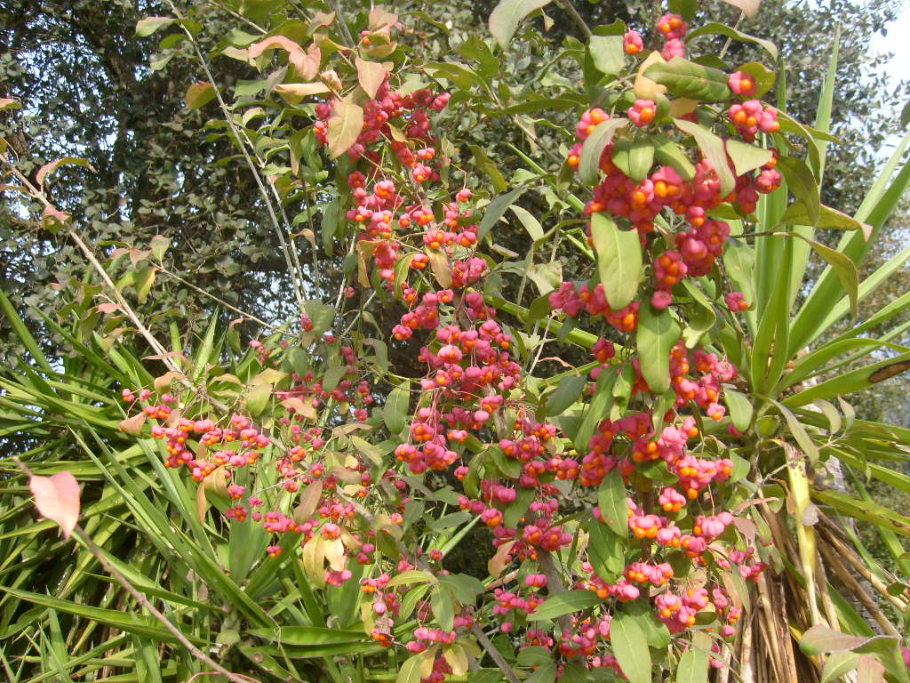 Euonymus europaeus - berretta del prete (Vaso 18 cm)