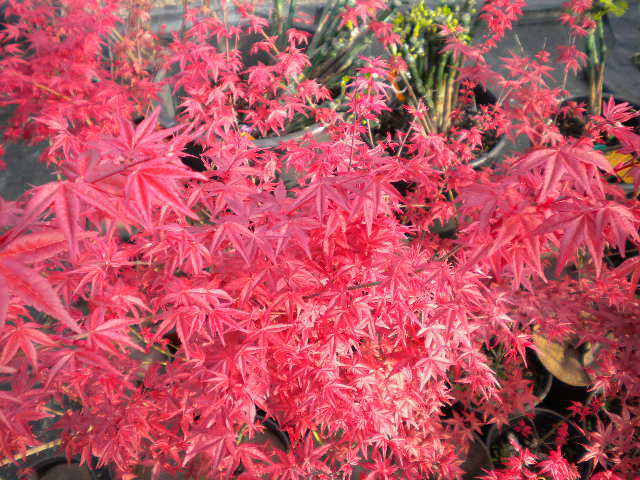L'acero Rosso Giapponese Del ` Di Deshojo Del ` Di Acer Palmatum Dei Bonsai  in Londo Fotografia Stock - Immagine di vaso, rosso: 87258572