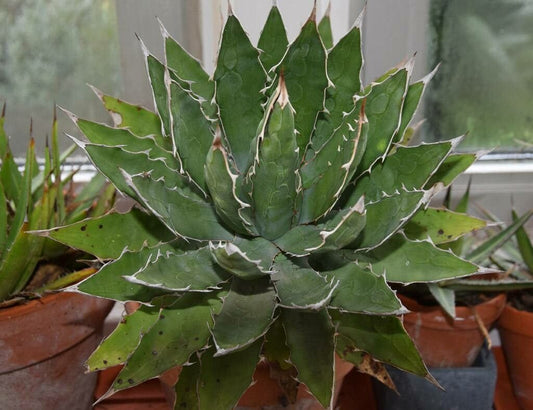 Agave xylonacantha - agave with axillary shoots (Pot 10-14 cm)