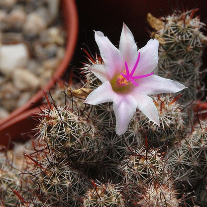 Mammillaria thornberi subsp. yaquensis - mammillaria (Alveolino)