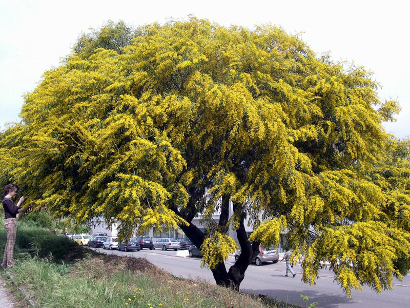 Acacia saligna - mimosa marina (20-50-1000 seeds)