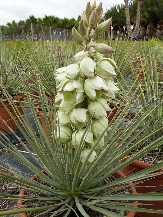 Yucca glauca - Yucca (Square vase 7x7x10 cm)