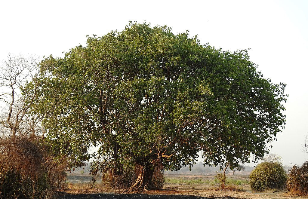 Ficus benghalensis MDB 65 - ficus dea Kalì (Vaso quadro 9x9x20 cm)