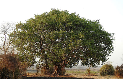 Ficus benghalensis MDB 65 - ficus dea Kalì (Vaso quadro 9x9x20 cm)