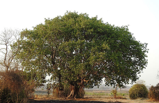Ficus benghalensis MDB 65 - ficus dea Kalì (Vaso quadro 9x9x20 cm)