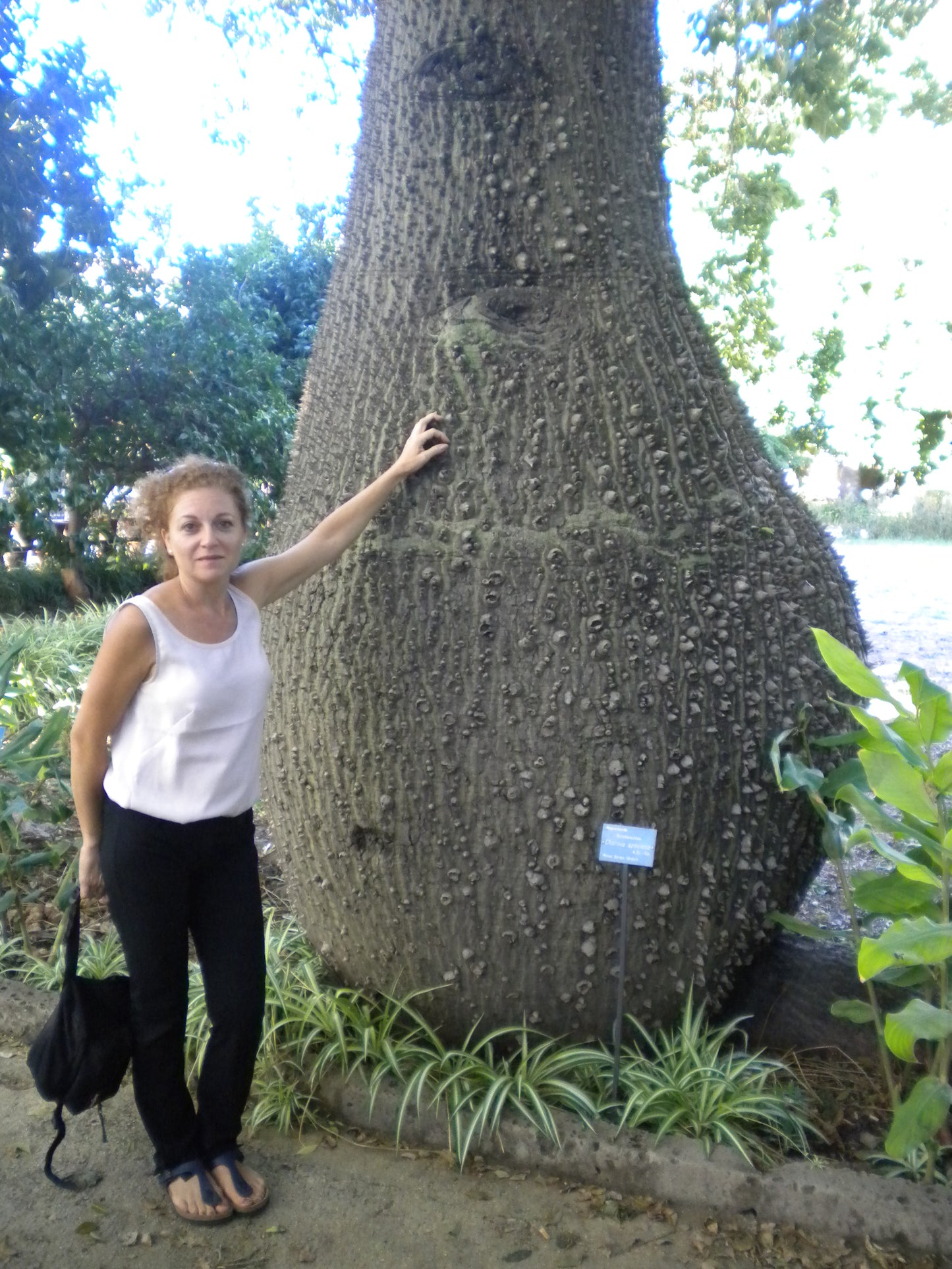 Chorisia speciosa - bottle tree (Square vase 9x9x20 cm)