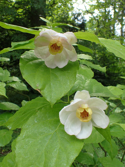 Calycanthus chinensis - Chinese calycanthus (18 cm pot)