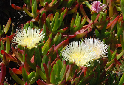 Carpobrotus edulis var. luteus (yellow flower) - witch's claw, Hottentot fig (Square vase 7x7x10 cm)