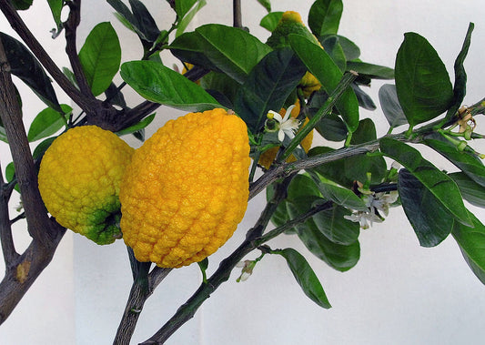 Citrus medica - Cedro (Fitocella)