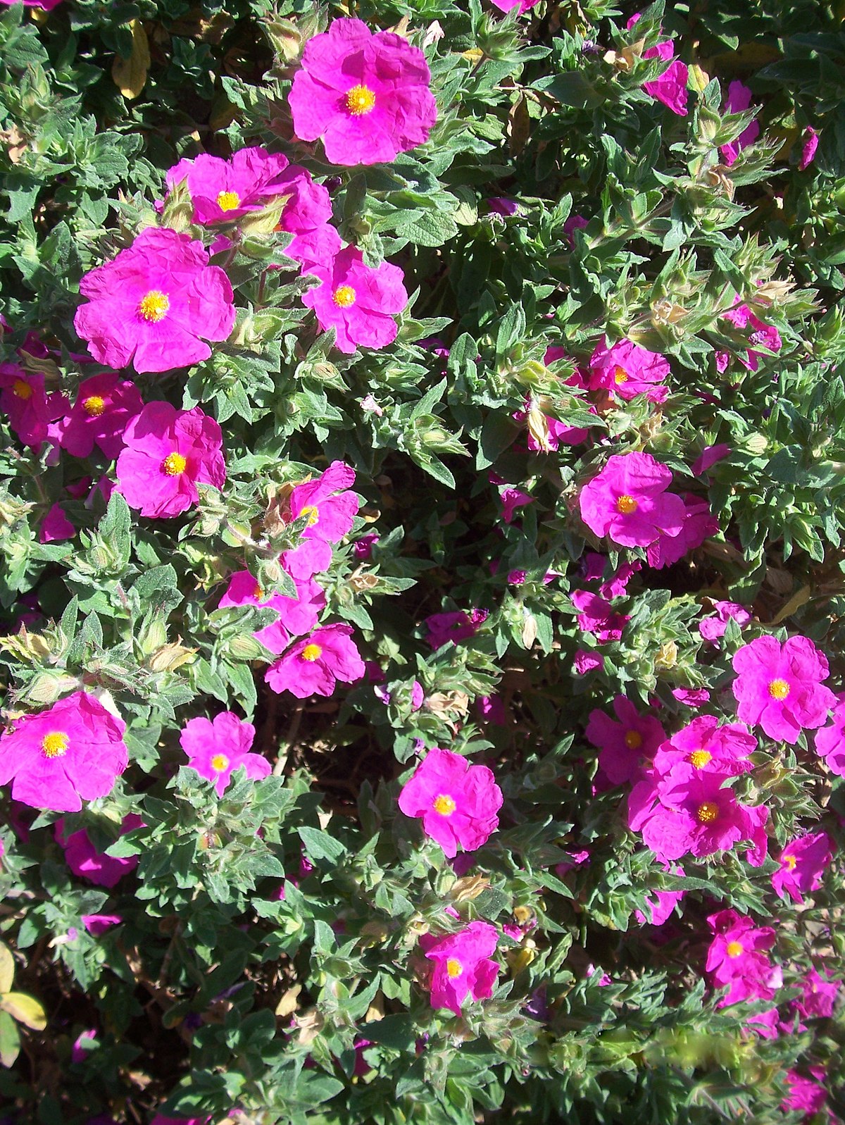 Cistus incanus - red cistus (Forest alveolus)